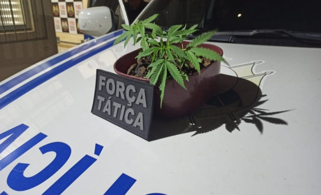 Traficante inova e planta maconha no quintal, em residência do bairro Boa União 